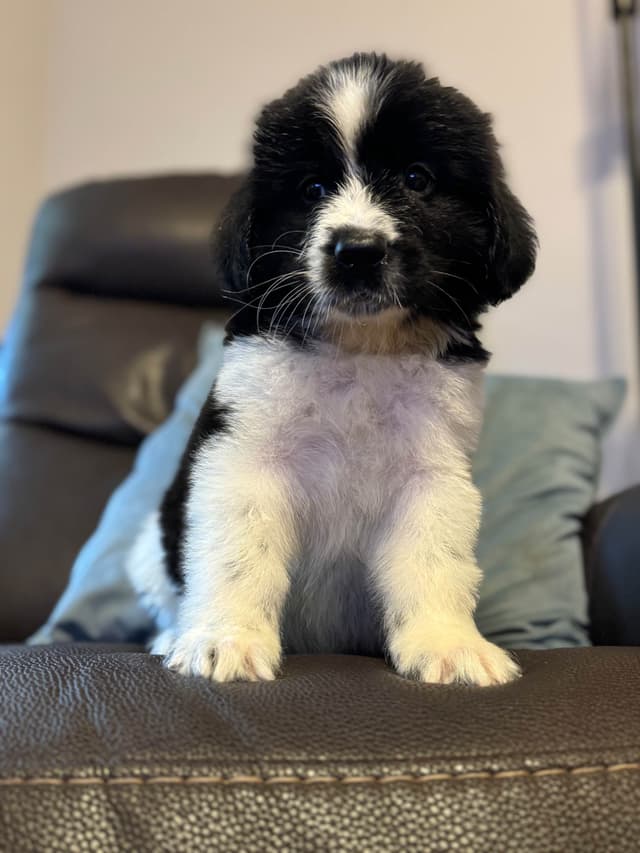 Newfoundland Puppies media 2