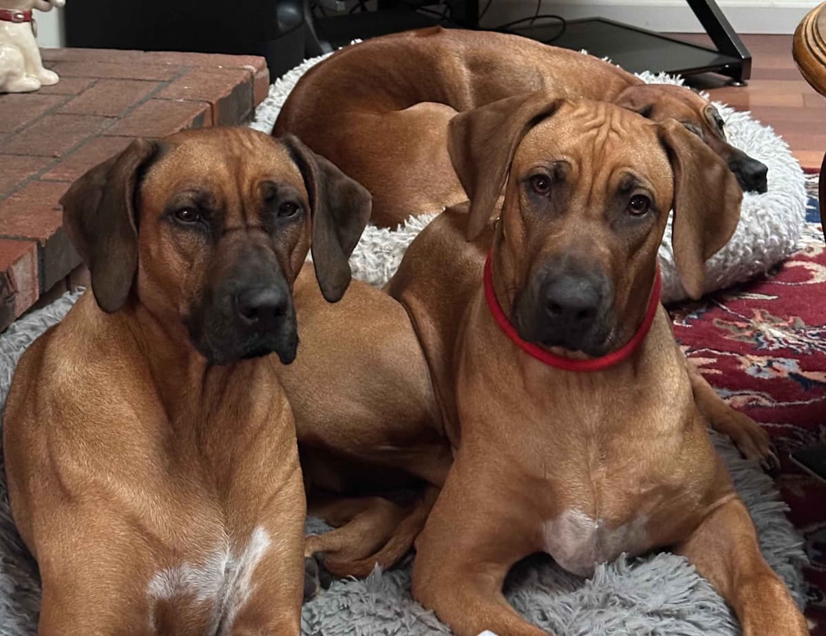 Rhodesian Ridgeback Puppies breeder image 1