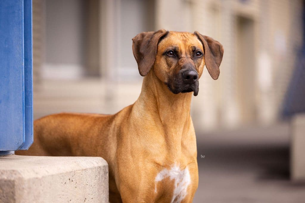 Rhodesian Ridgeback Puppies breeder image 2
