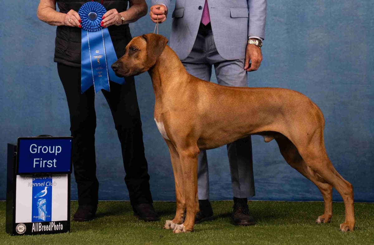 Rhodesian Ridgeback Puppies breeder image 3
