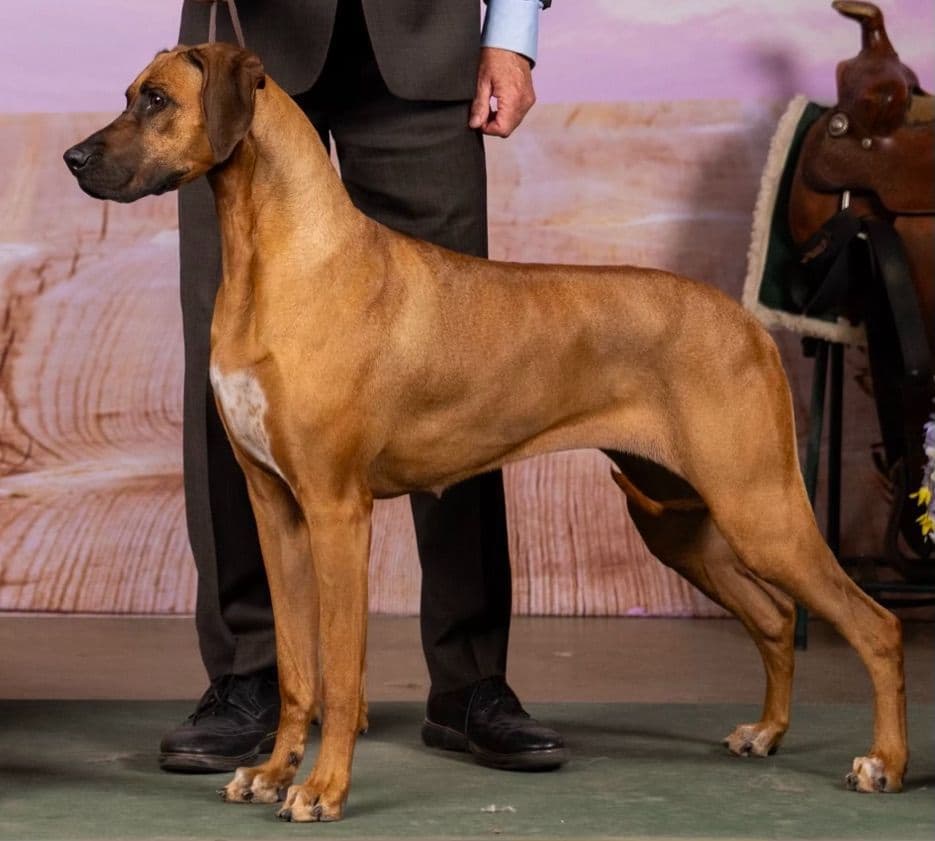 Rhodesian Ridgeback Puppies breeder image 4