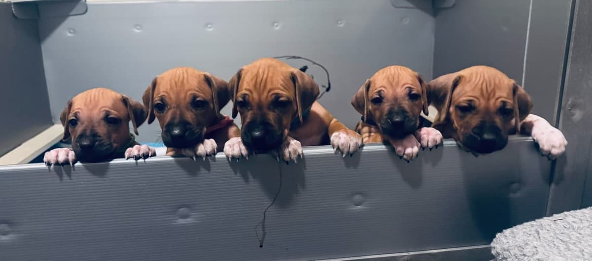 Rhodesian Ridgeback Puppies breeder image 5