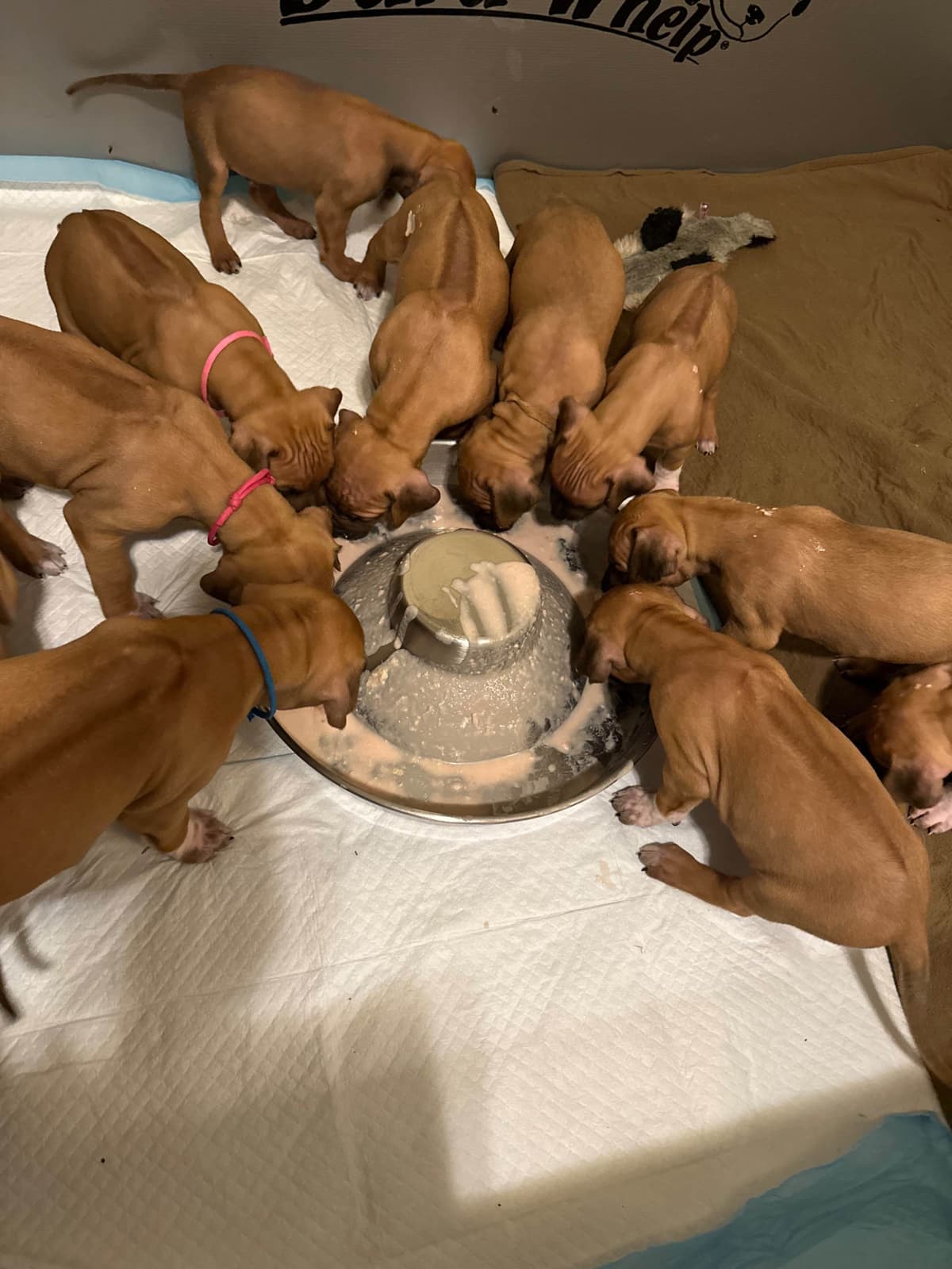 Rhodesian Ridgeback Puppies breeder image 6