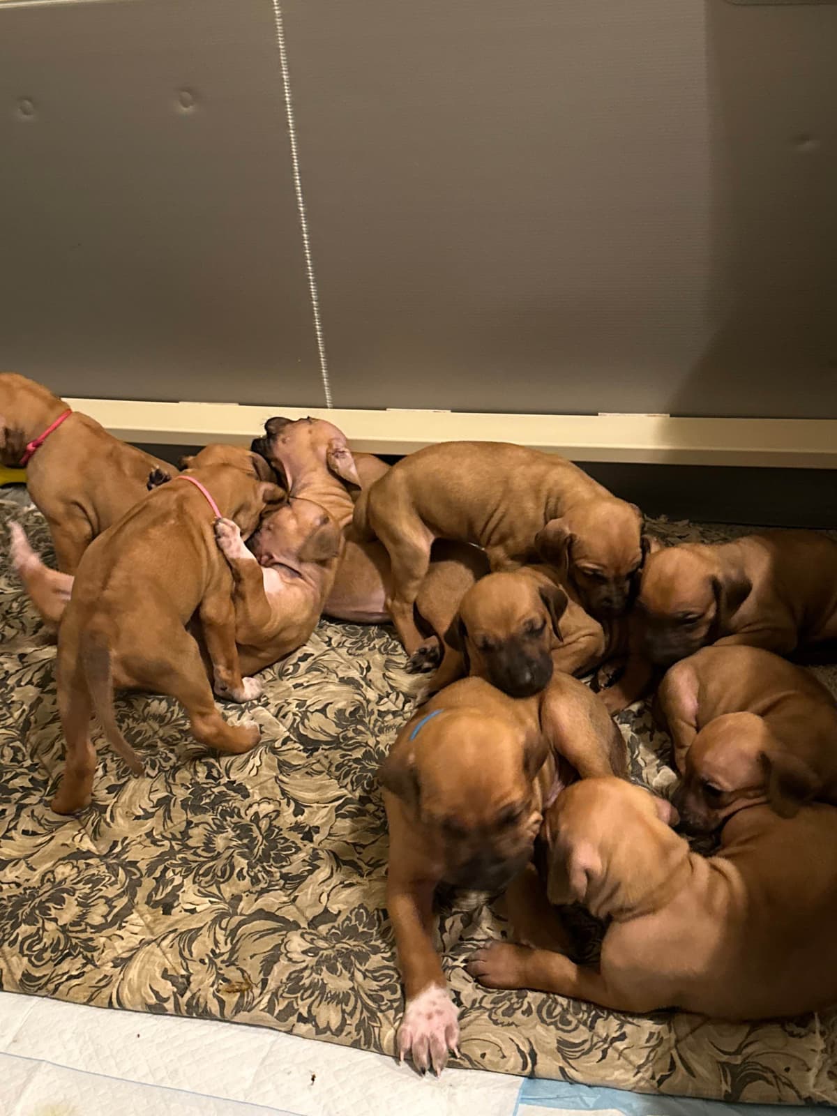 Rhodesian Ridgeback Puppies breeder image 7