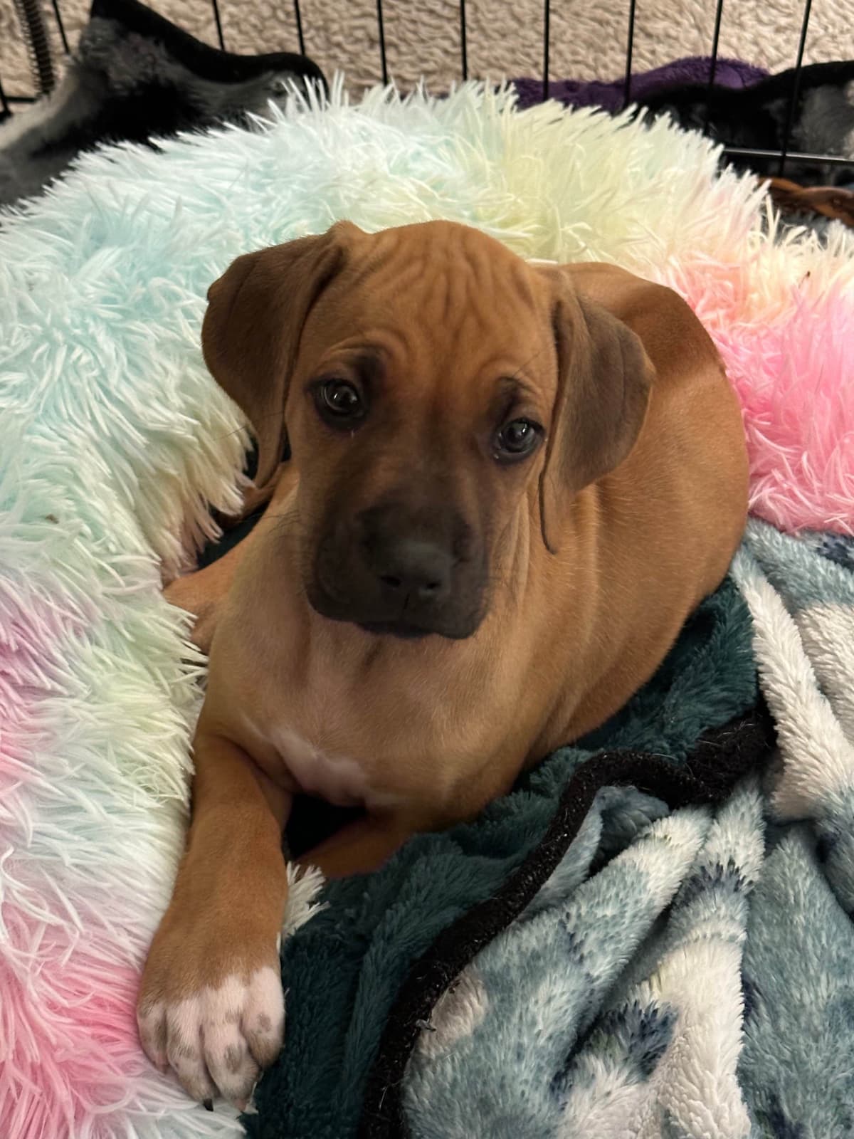 Rhodesian Ridgeback Puppies breeder image 9