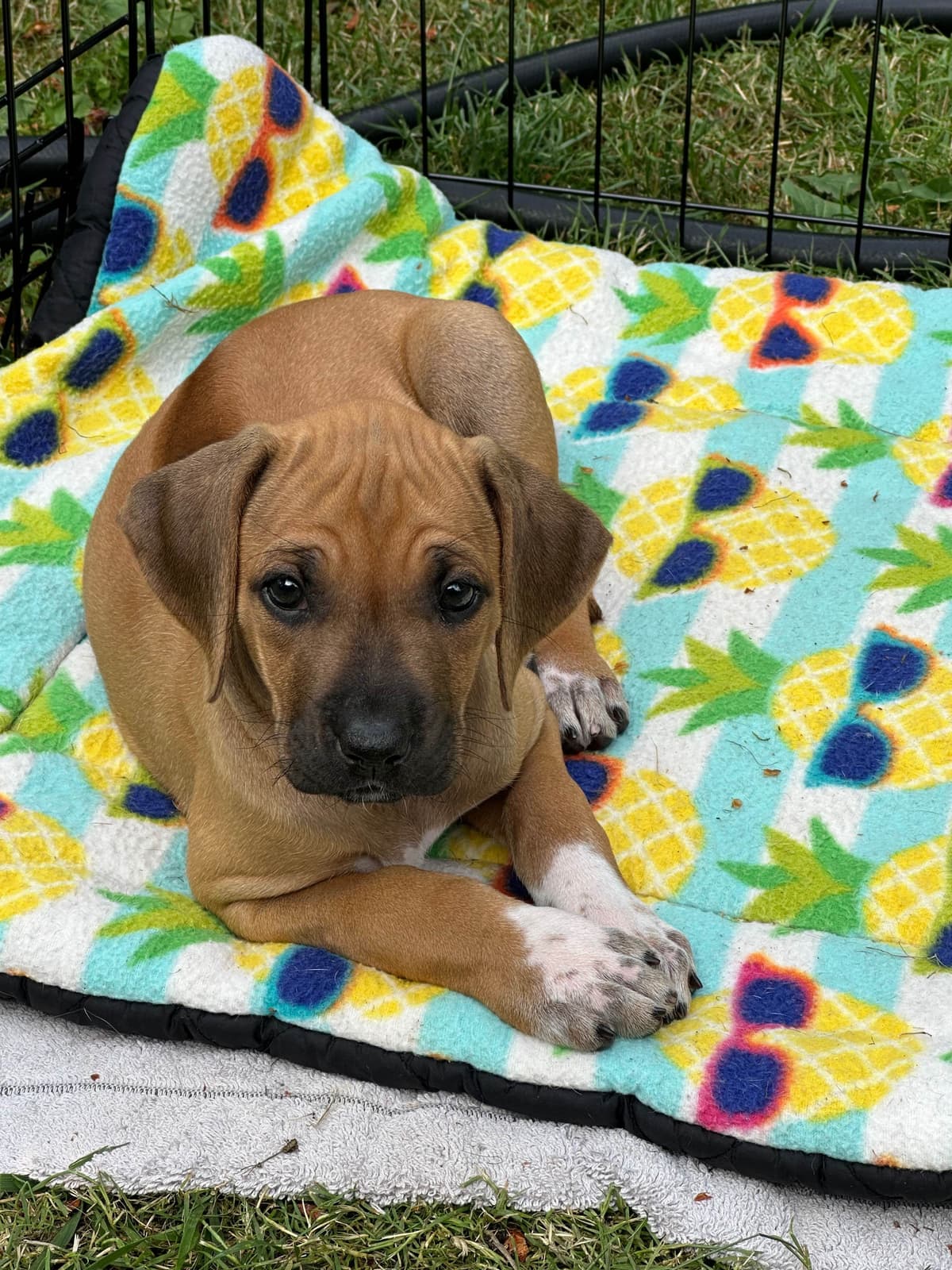 Rhodesian Ridgeback Puppies breeder image 10