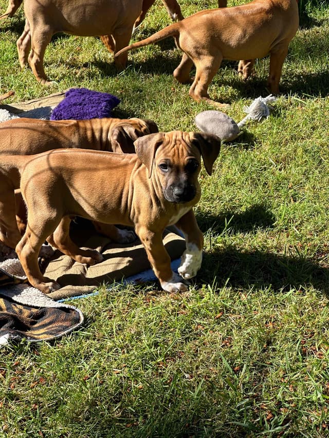 Rhodesian Ridgeback Puppies media 2