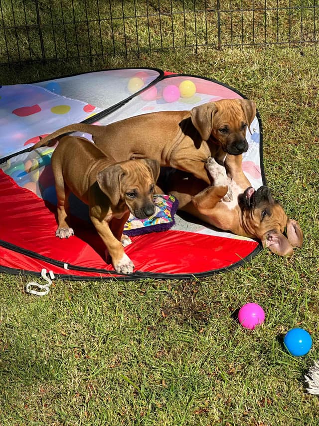 Rhodesian Ridgeback Puppies media 3