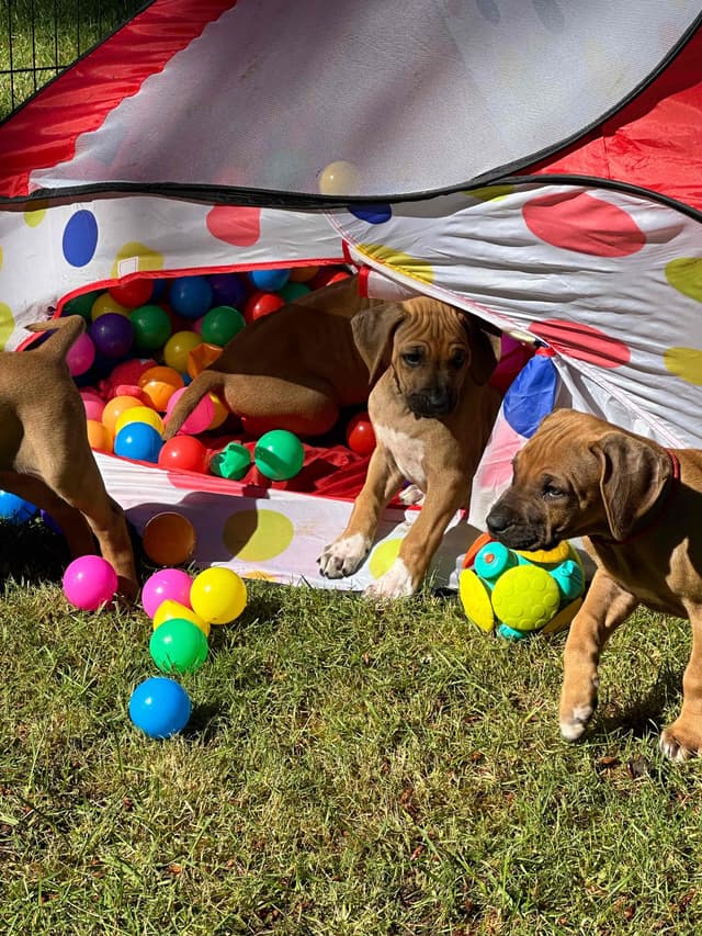 Rhodesian Ridgeback Puppies media 4