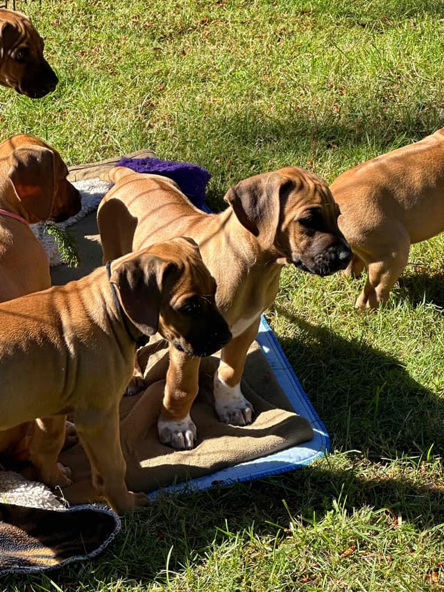 Rhodesian Ridgeback Puppies media 5