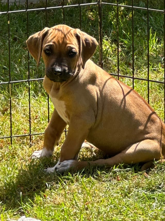 Rhodesian Ridgeback Puppies media 7