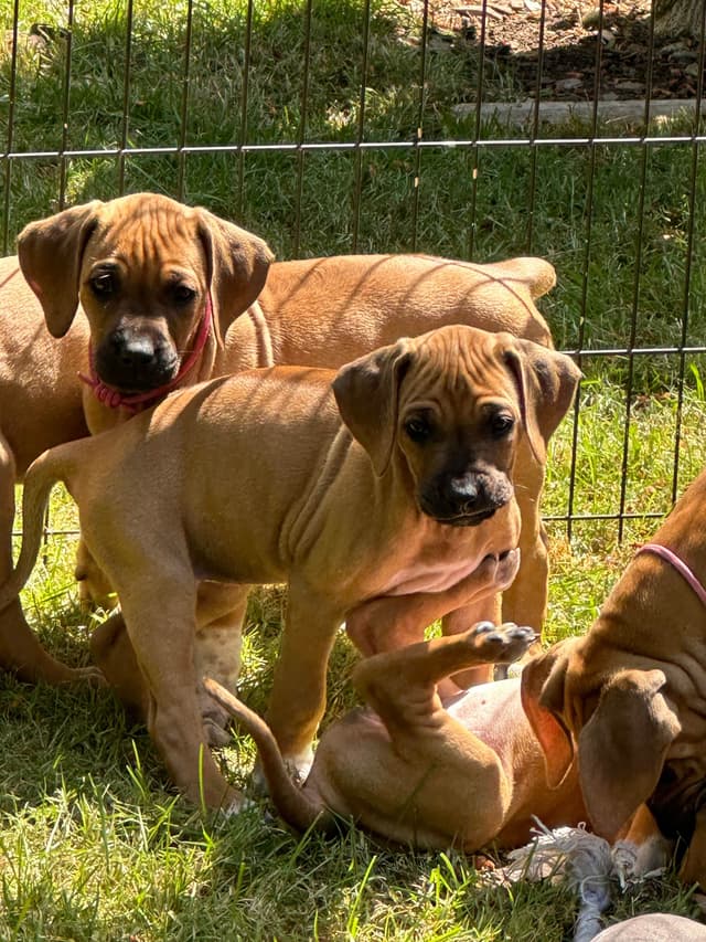 Rhodesian Ridgeback Puppies media 8