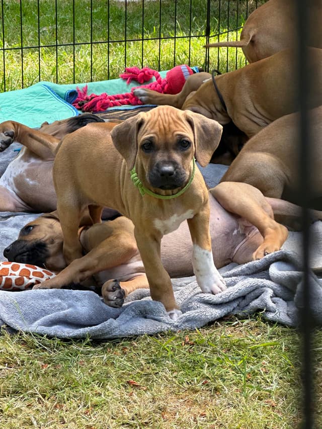 Rhodesian Ridgeback Puppies media 9
