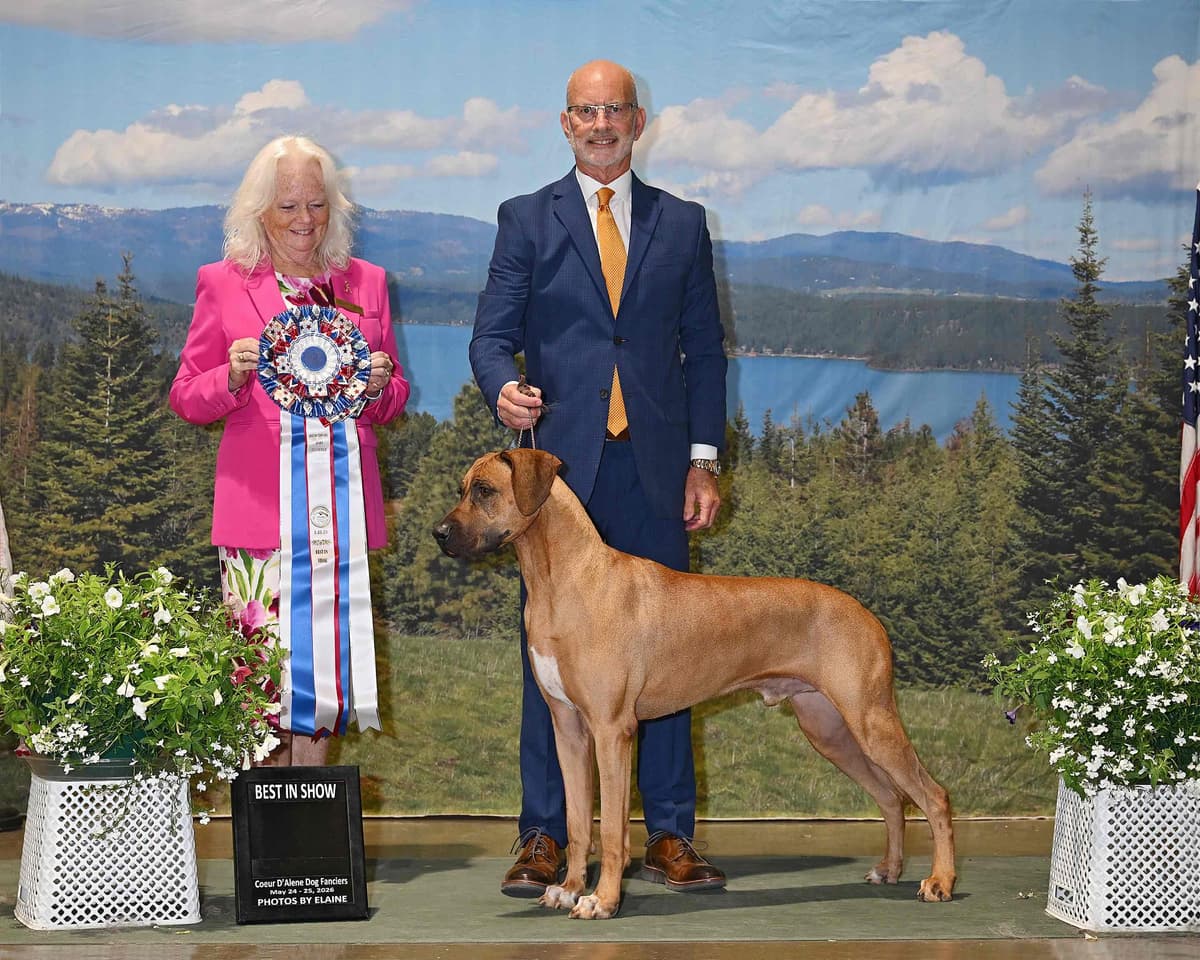 Rhodesian Ridgeback Puppies breeder image 12