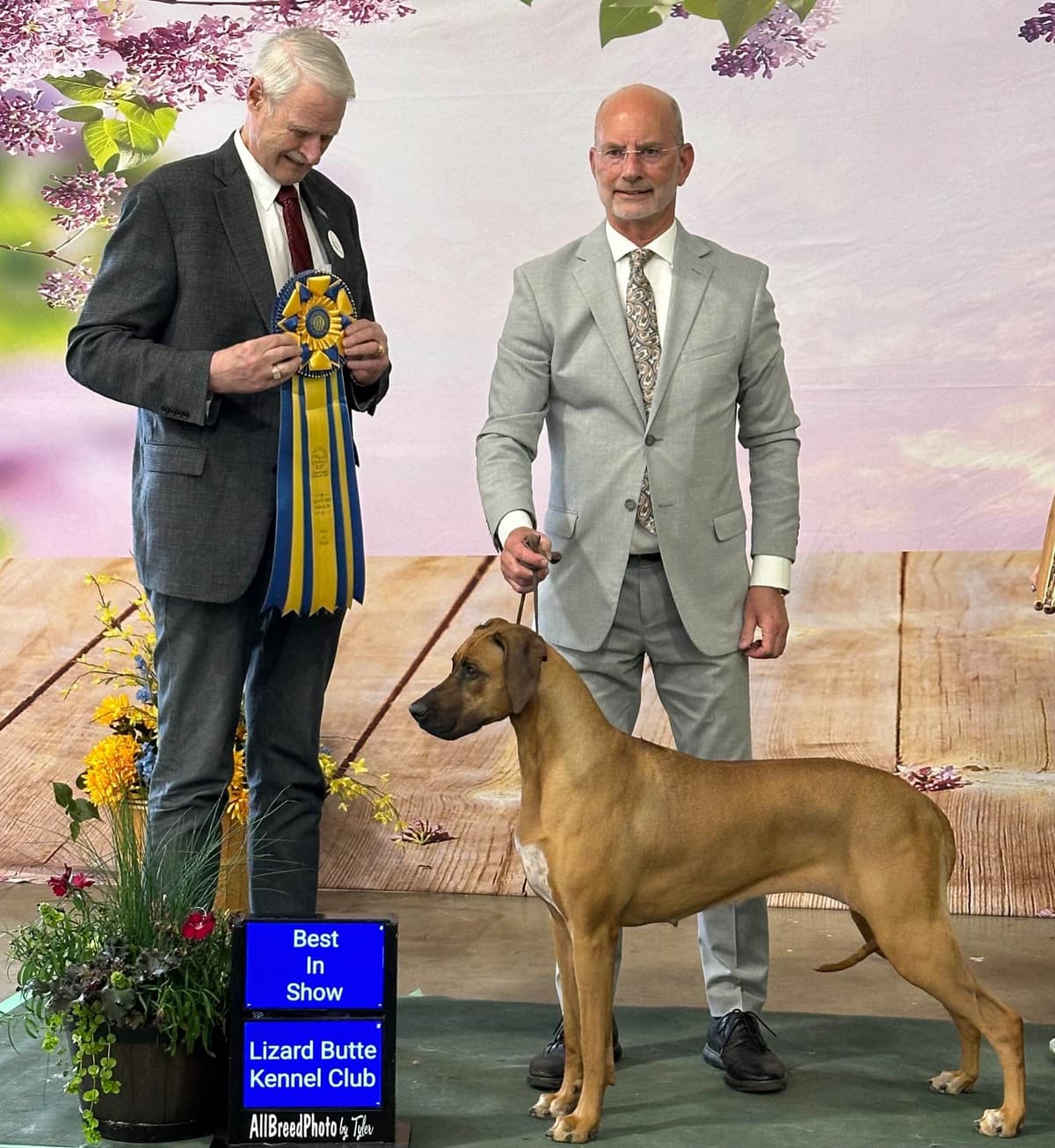 Rhodesian Ridgeback Puppies breeder image 13