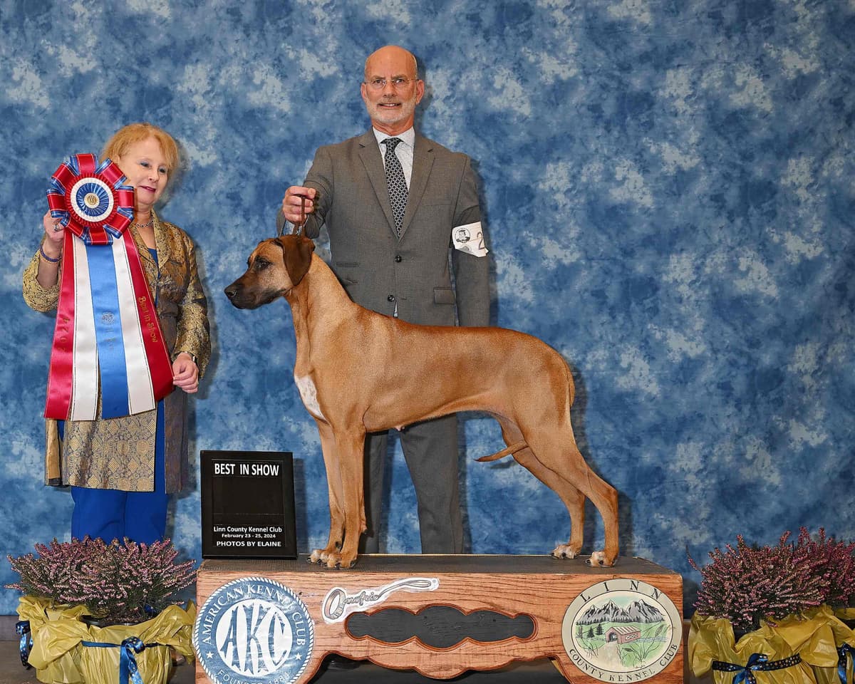 Rhodesian Ridgeback Puppies breeder image 14