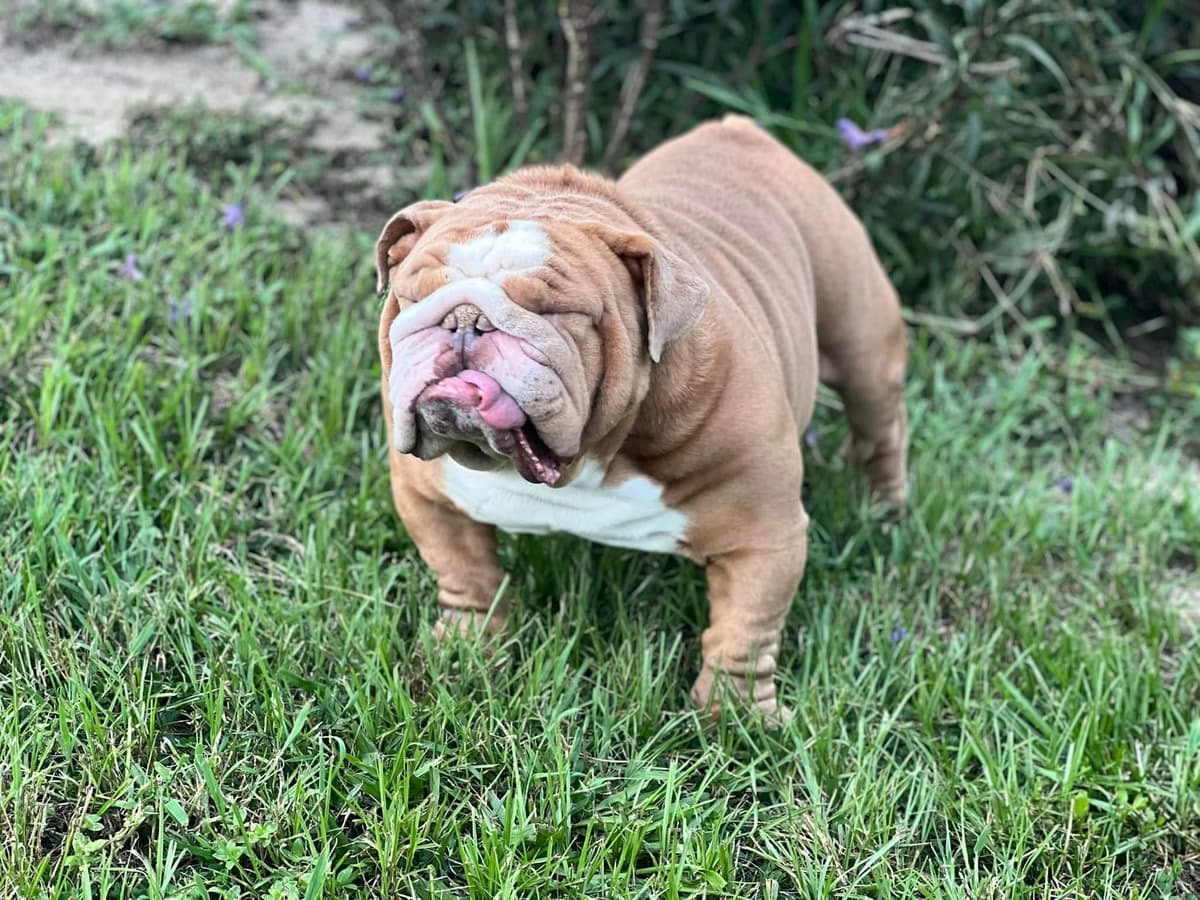 Bulldog Puppies breeder image 1