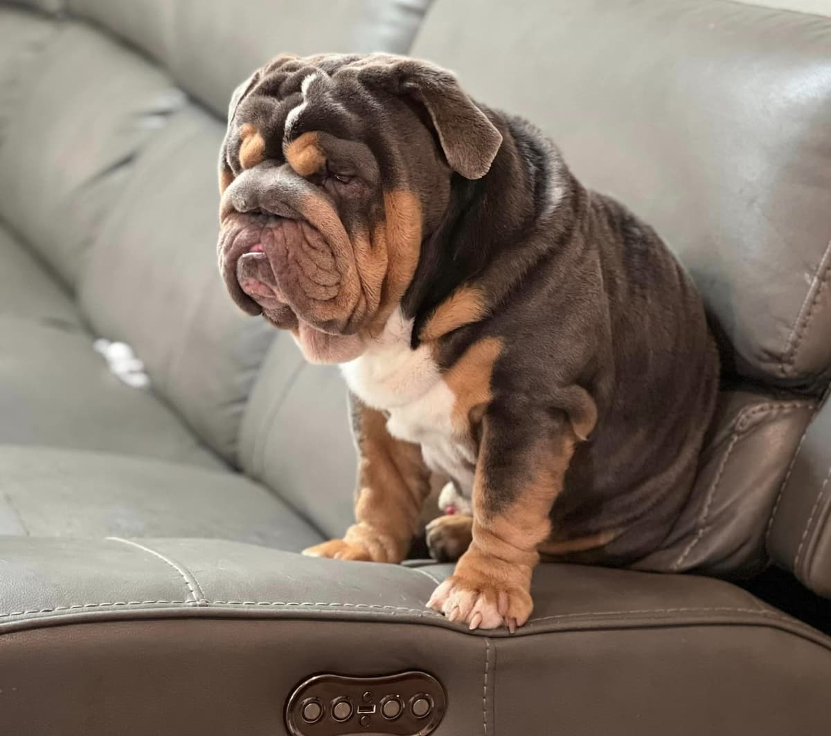 Bulldog Puppies breeder image 3