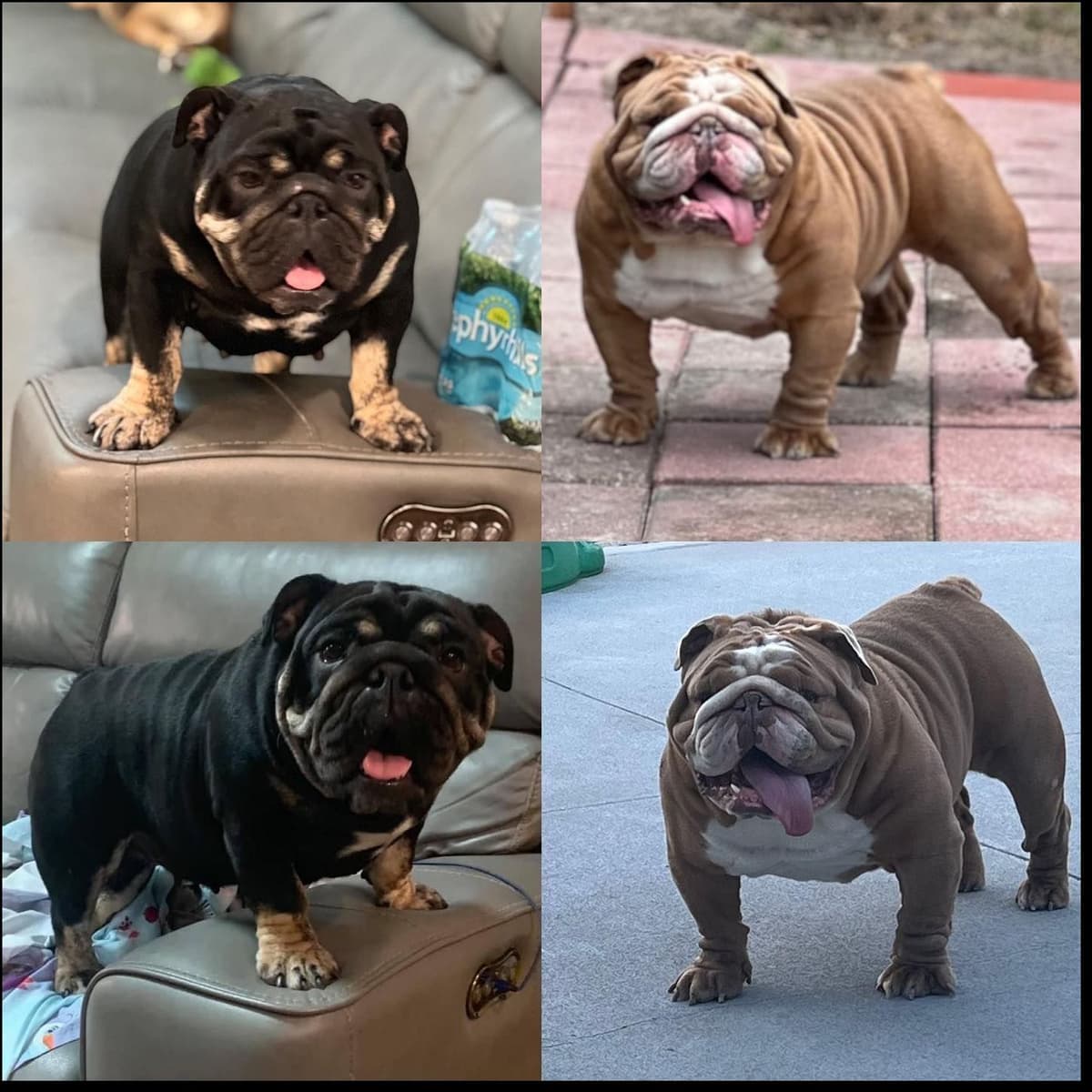 Bulldog Puppies breeder image 2