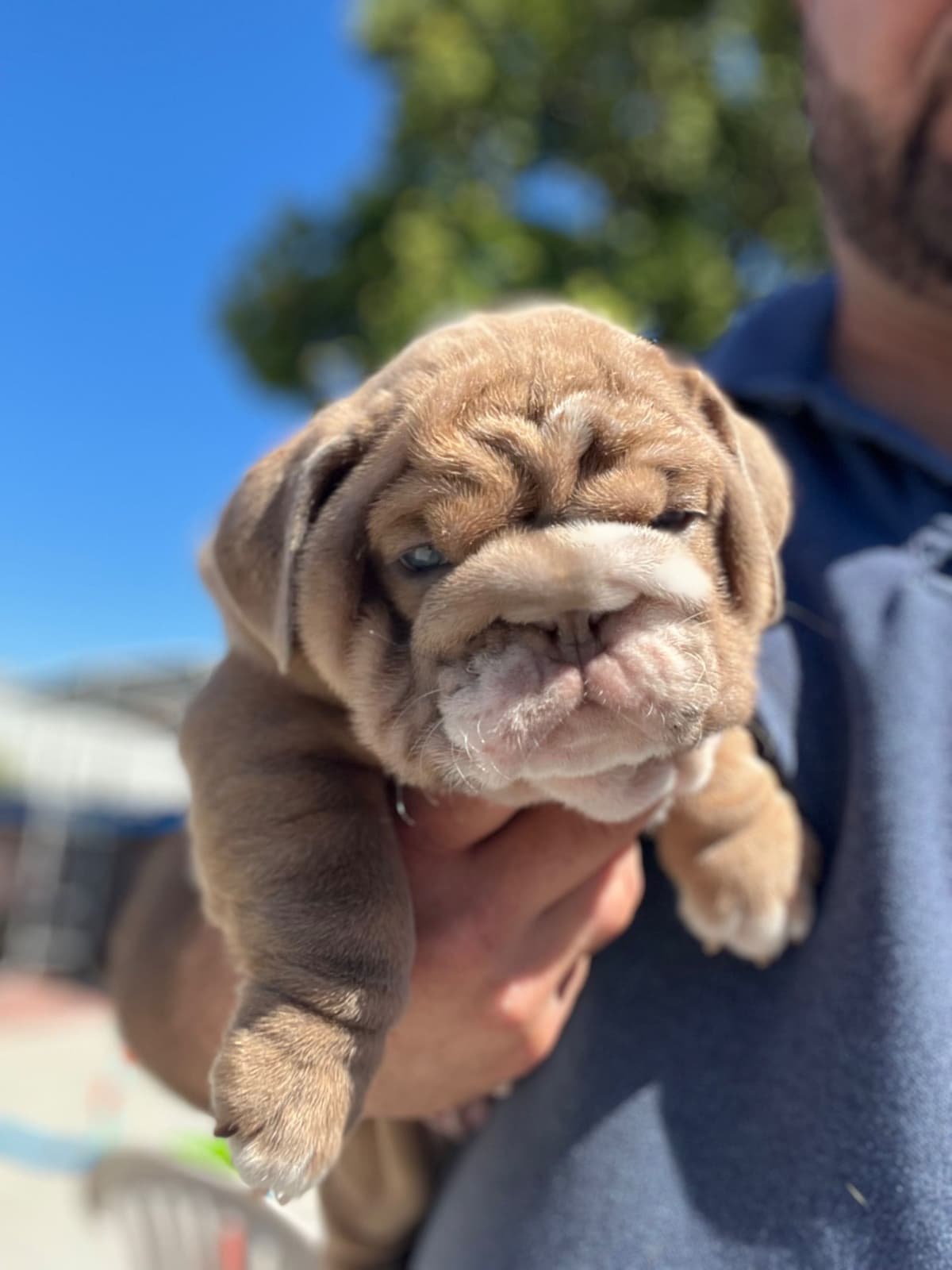 Bulldog Puppies breeder image 5