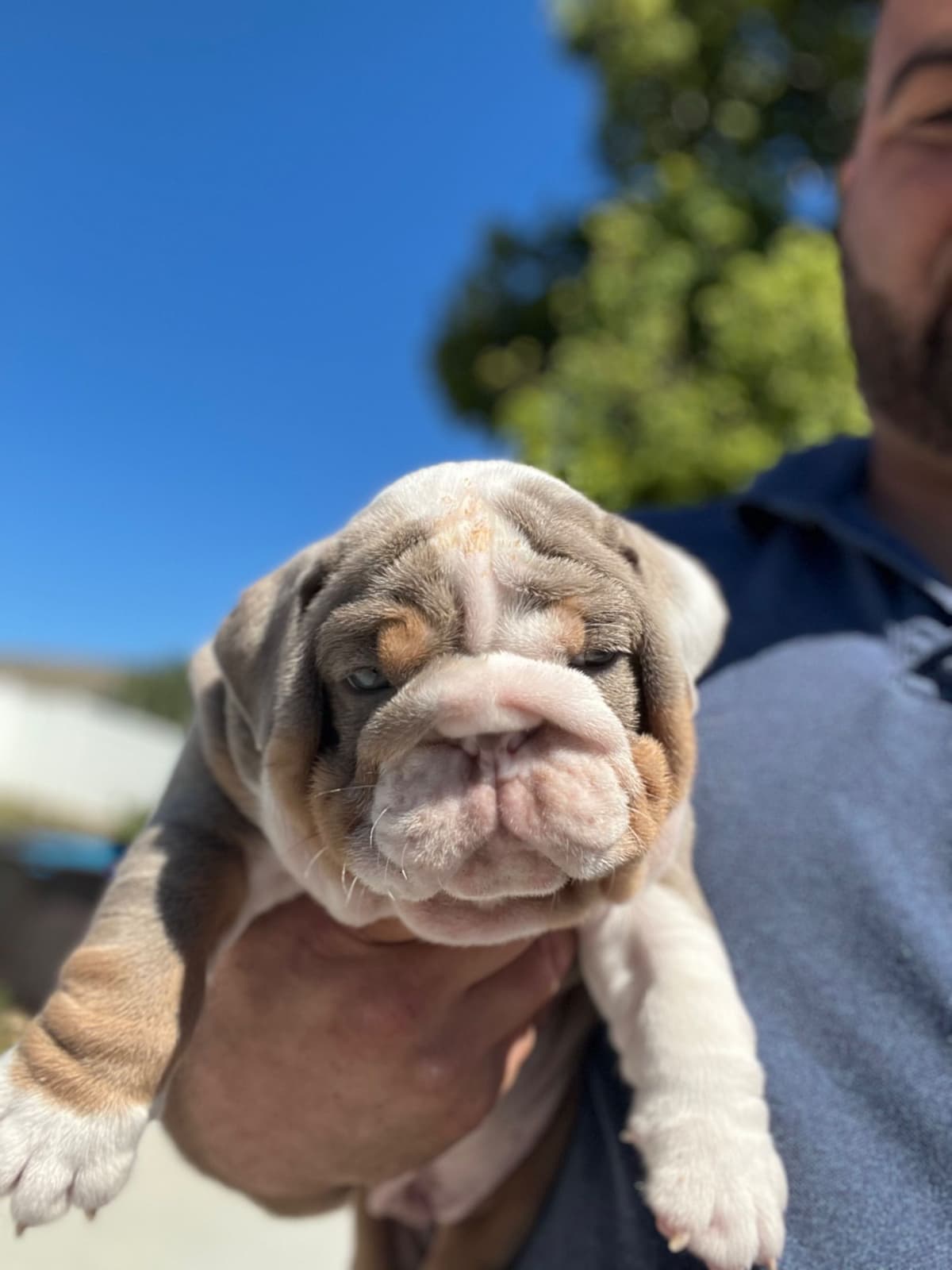 Bulldog Puppies breeder image 4