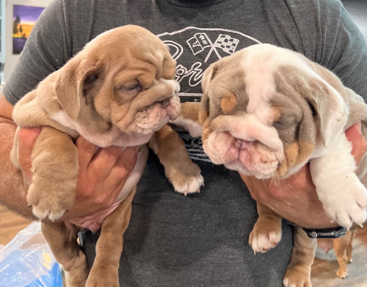 Bulldog Puppies breeder image 6