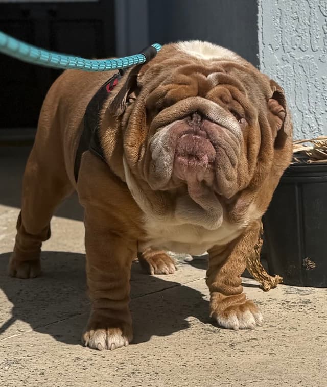 Bulldog Puppies media 8