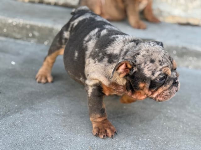 Bulldog Puppies media 3