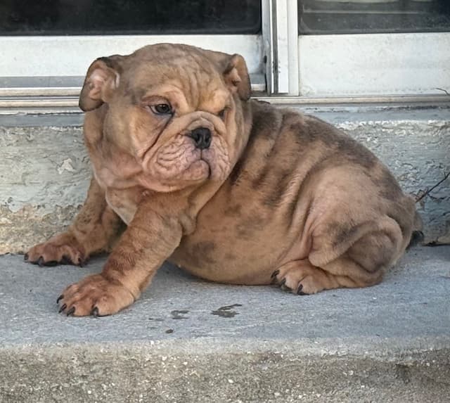 Bulldog Puppies media 5