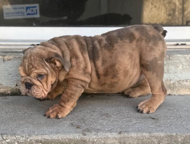 Bulldog Puppies media 6