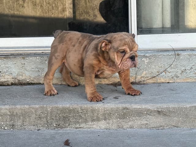 Bulldog Puppies media 7