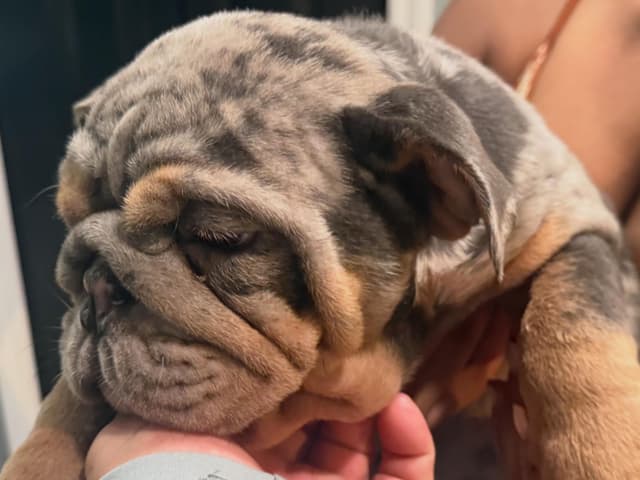 Bulldog Puppies media 2