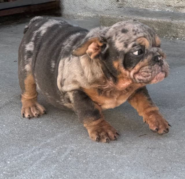 Bulldog Puppies media 4