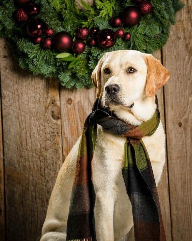 Labrador Retriever Puppies breeder image 1