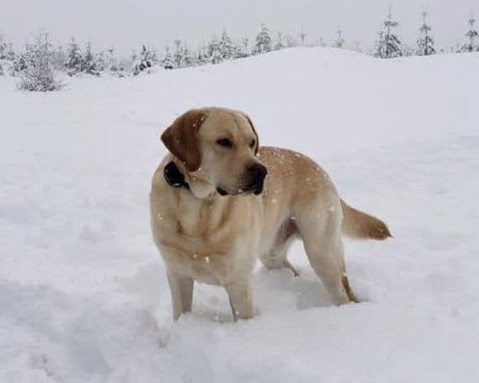 Labrador Retriever Puppies breeder image 4