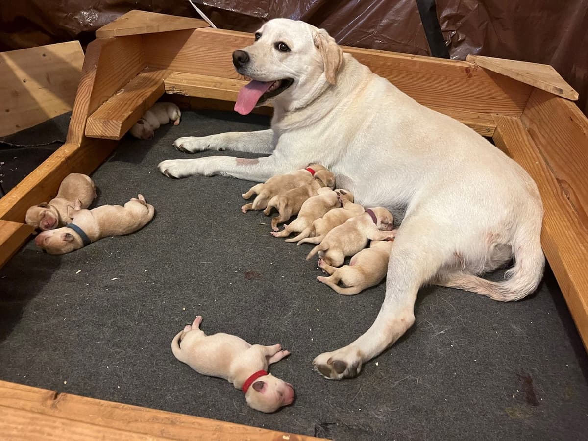 Labrador Retriever Puppies breeder image 5