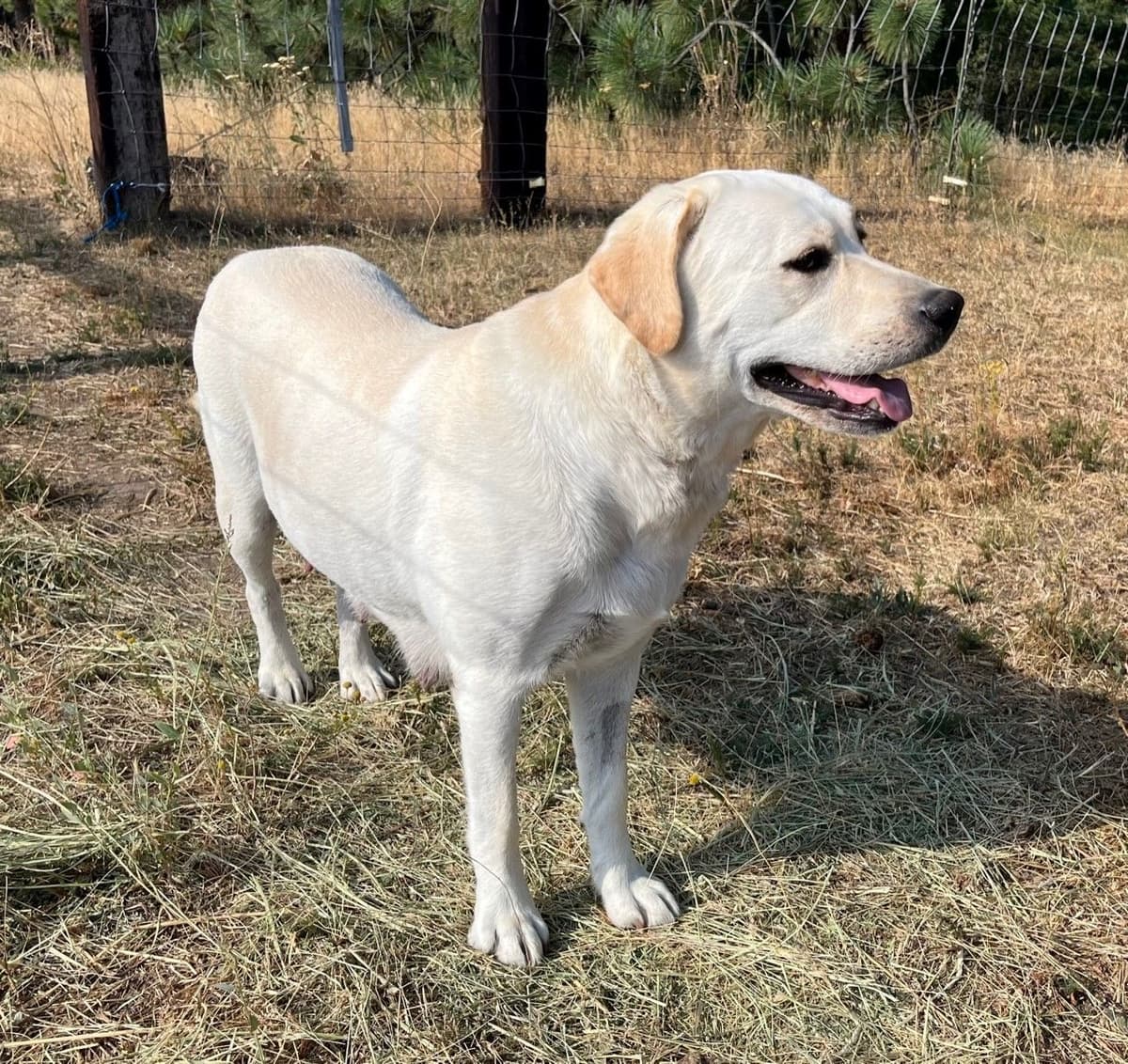 Labrador Retriever Puppies breeder image 6