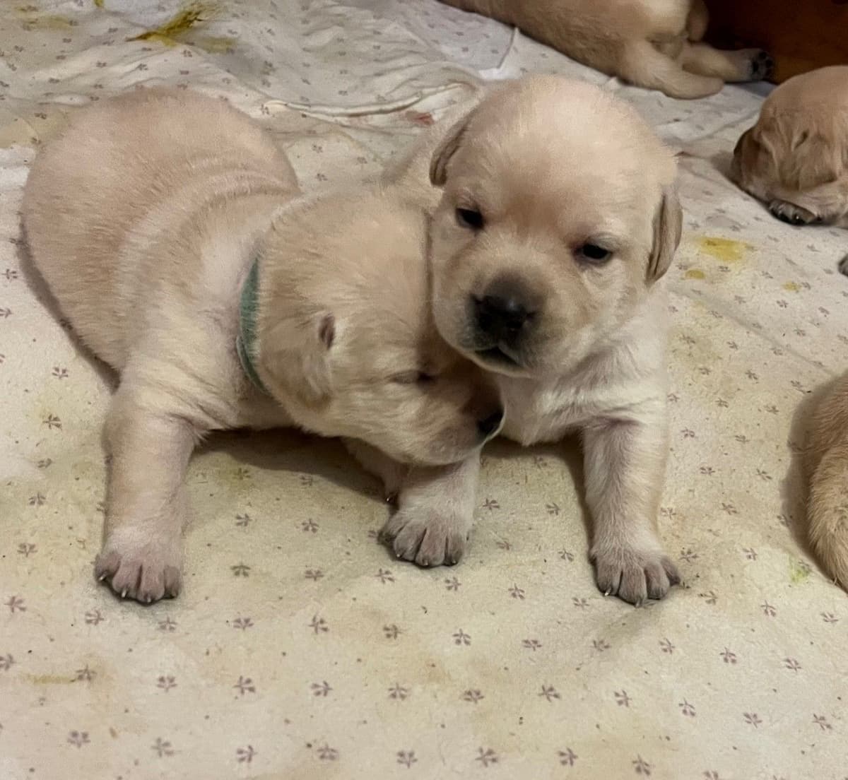 Labrador Retriever Puppies breeder image 7