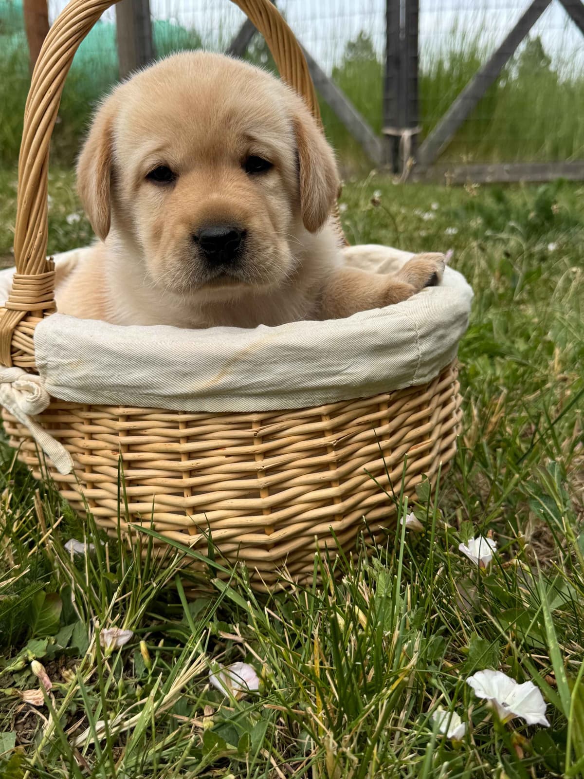 Labrador Retriever Puppies breeder image 8