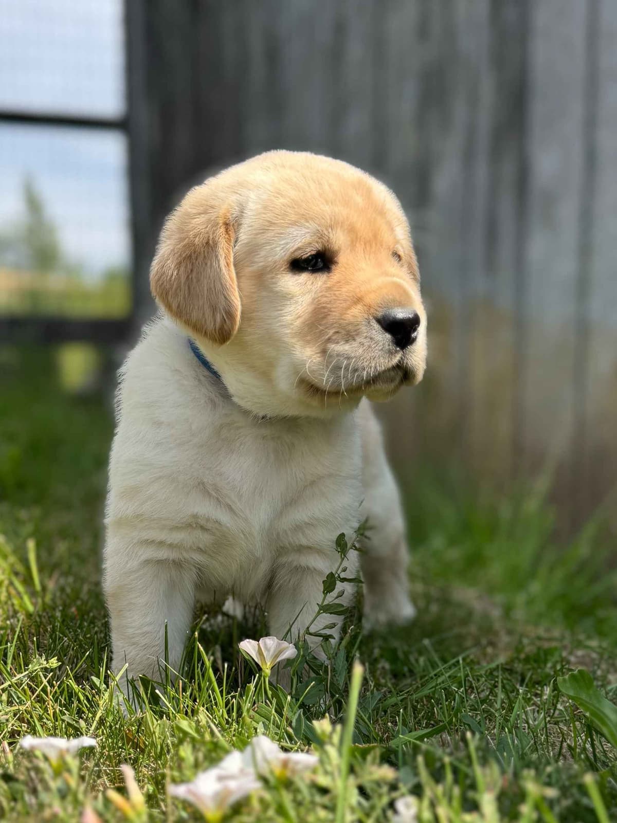 Labrador Retriever Puppies breeder image 9