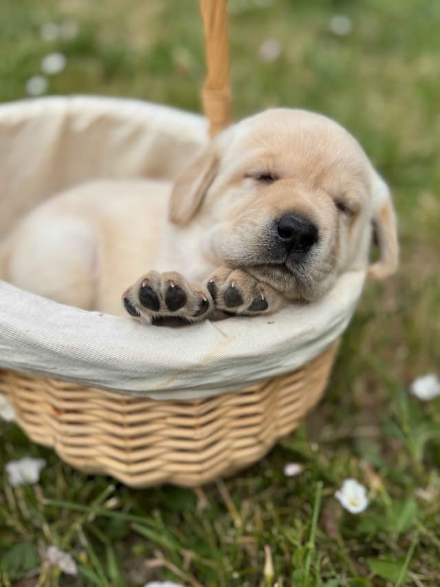 Labrador Retriever Puppies media 2
