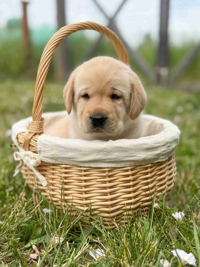 Labrador Retriever Puppies media 5