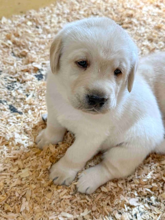 Labrador Retriever Puppies media 7