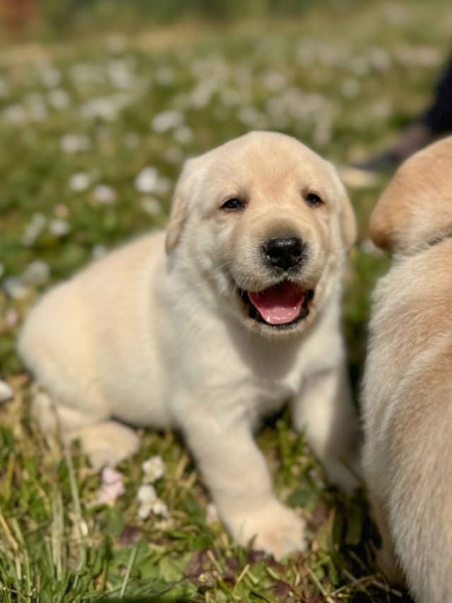 Labrador Retriever Puppies media 8