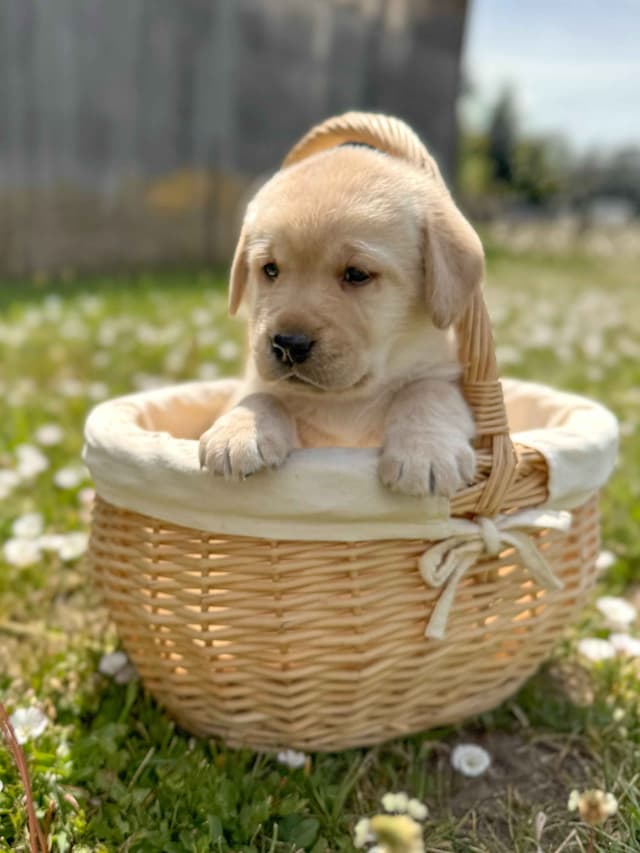 Labrador Retriever Puppies media 11