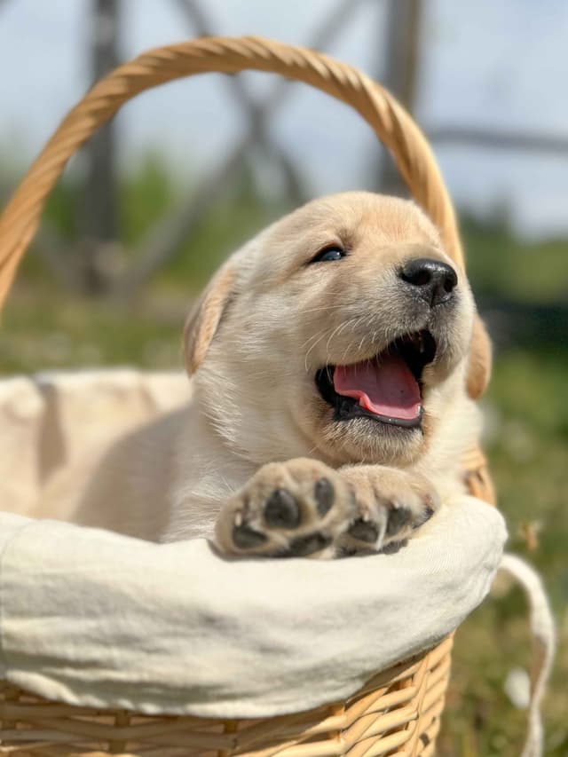 Labrador Retriever Puppies media 13