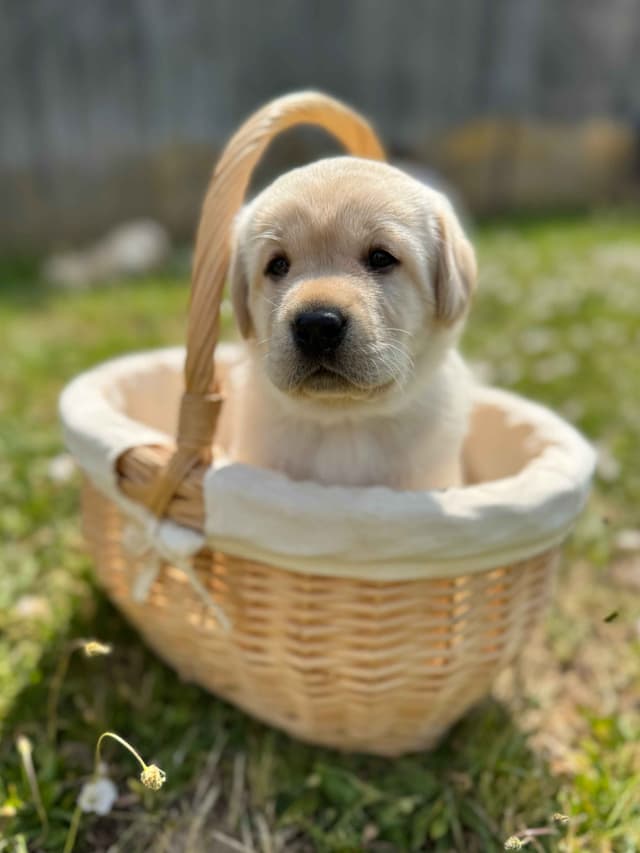 Labrador Retriever Puppies media 16