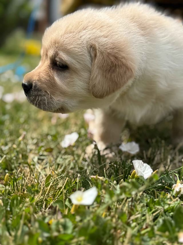Labrador Retriever Puppies media 14