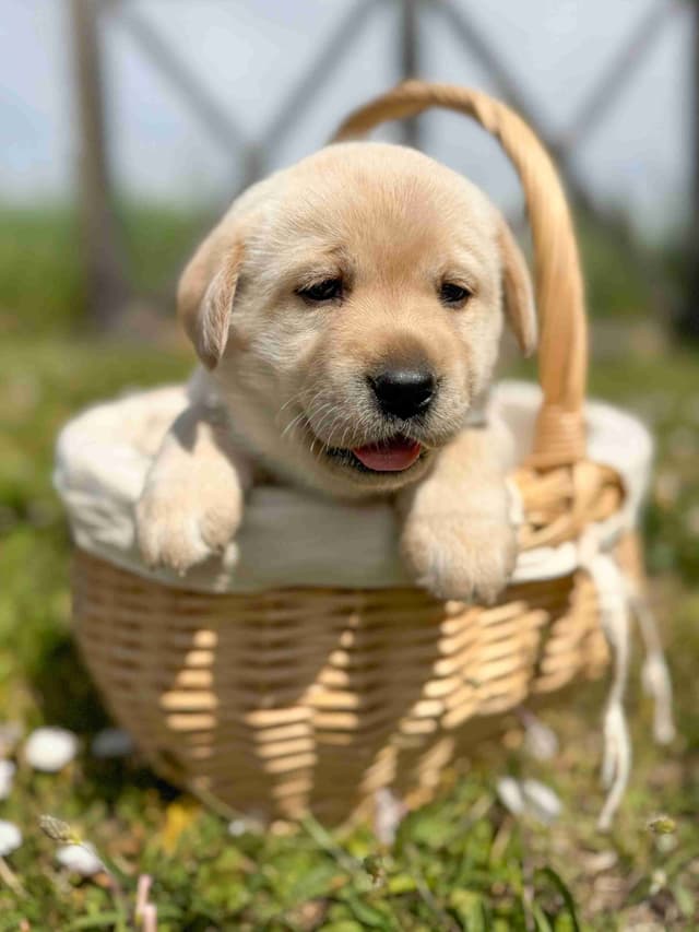 Labrador Retriever Puppies media 15