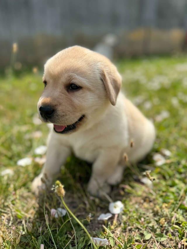 Labrador Retriever Puppies media 17